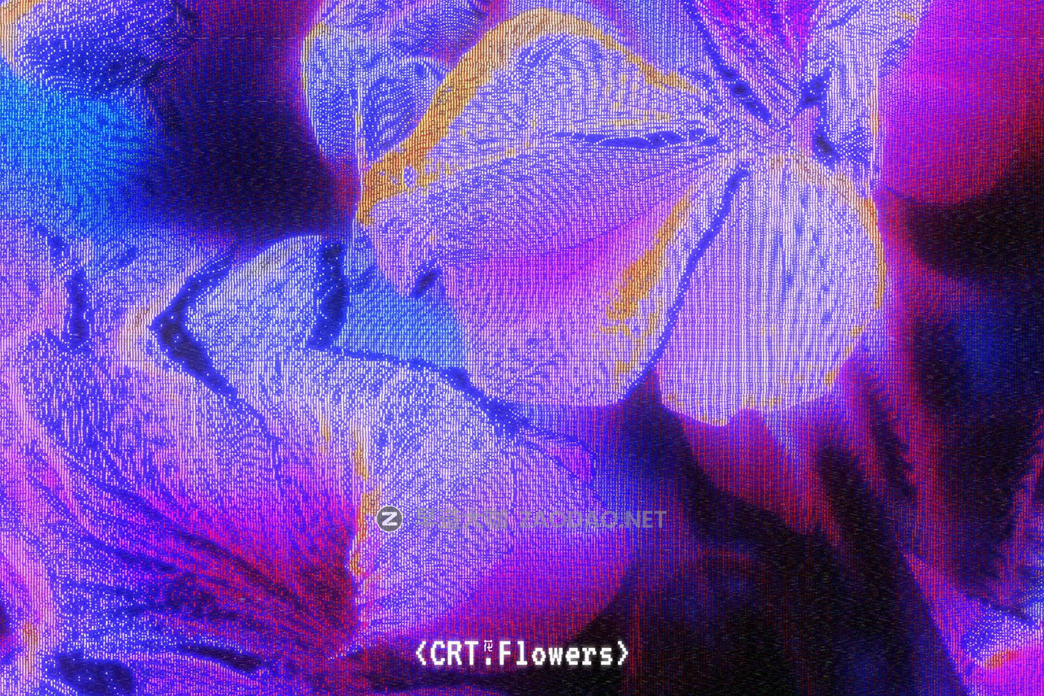 47款CRT信号失真故障霓虹扫描线发光磷光体般花瓣花朵5K高清背景图设计素材 CRT Flowers Overlays插图8 47款CRT信号失真故障霓虹扫描线发光磷光体般花瓣花朵5K高清背景图设计素材 CRT Flowers Overlays插图8